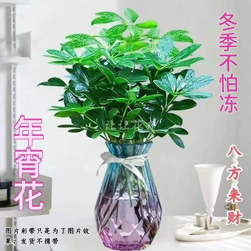 冬天不怕冻四季常绿绿植花卉八方来财盆栽鸭脚木盆栽好养售后绿植