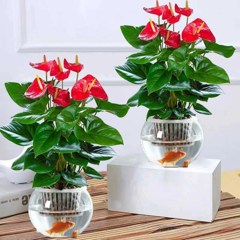 红掌花卉绿植四季开花免浇水一帆风顺植物室内好养净化空气鲜花