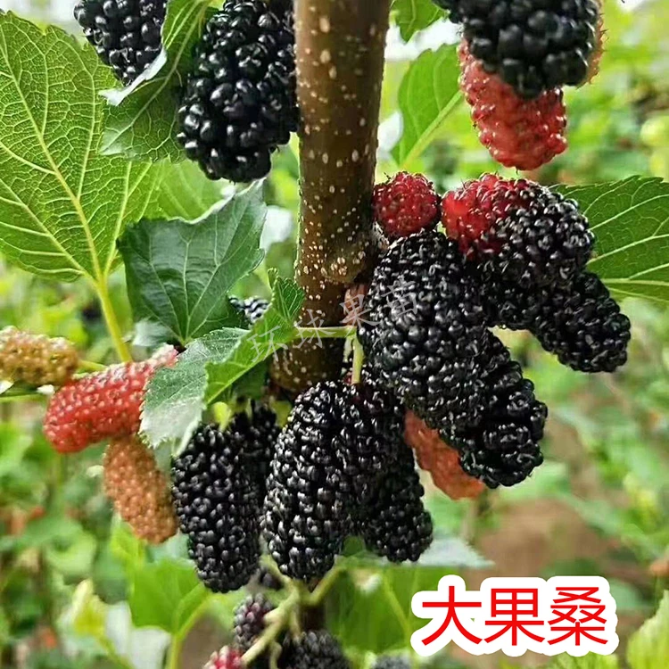 四季大果桑苗 四季开花结果 带土带叶