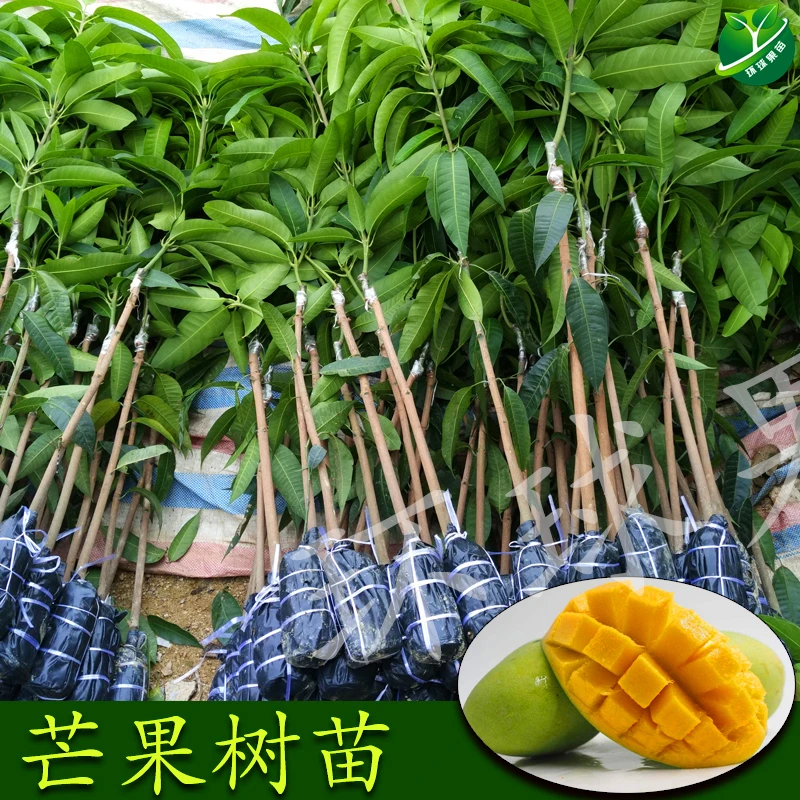 芒果苗 金煌芒 桂七芒 台农芒带土带叶
