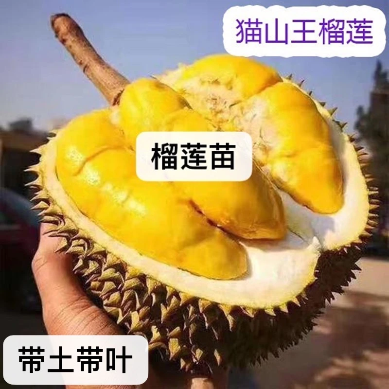 榴莲苗带土带叶好种好养盆栽地栽都可