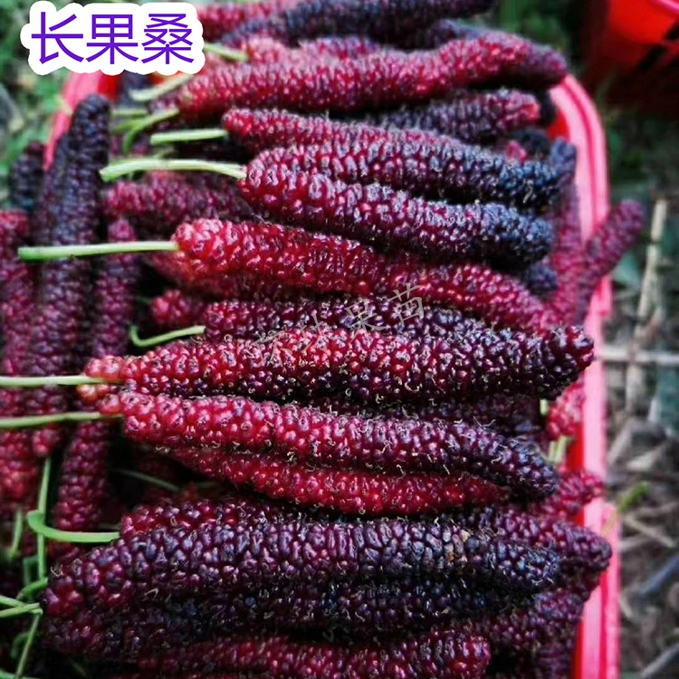 四季长果桑苗 四季开花结果 带土带叶