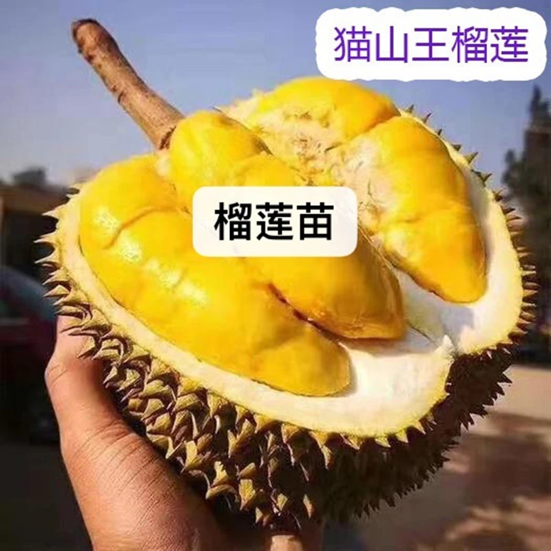 自选规格榴莲嫁接苗带土带叶