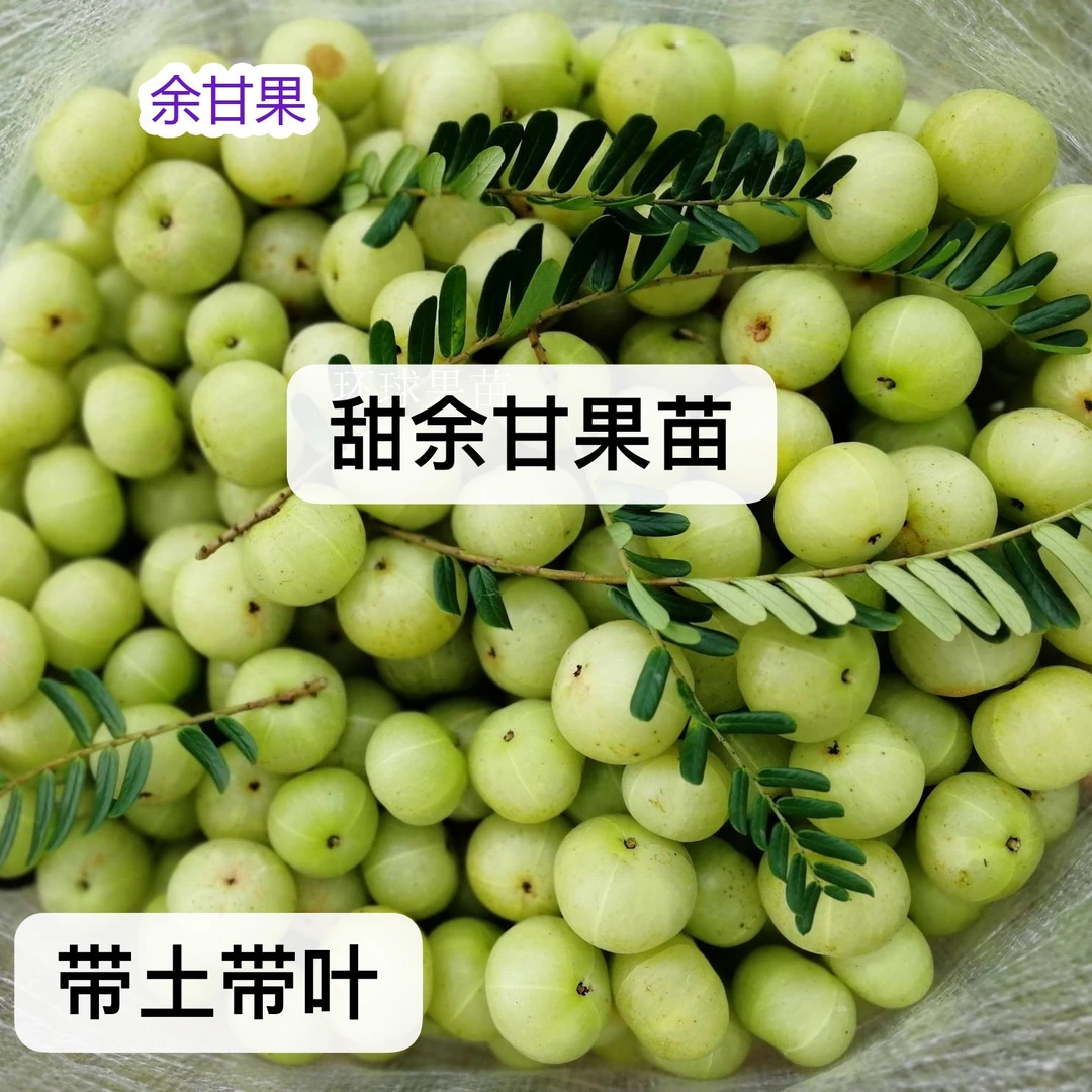 甜余甘果苗嫁接苗 大果余甘果带土带叶