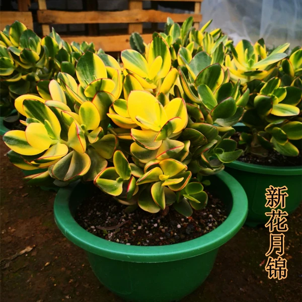 新花月锦 多肉多肉 植物花卉绿植盆栽 吸甲醛植物办公室 室内养植
