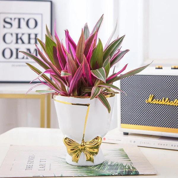 紫露兰水培土培室内绿植吊兰特色盆栽净化空气懒人好养易活除甲醛