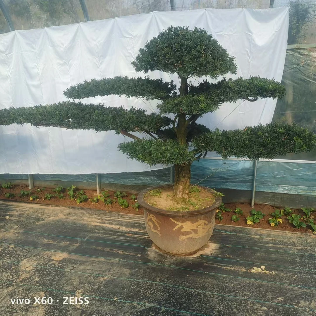 罗汉松造型盆景地景庭院别墅花园一物一拍