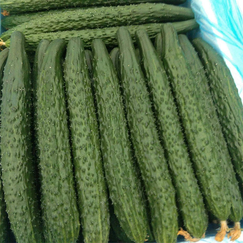 生吃新鲜蔬菜黄瓜新鲜蔬菜农家自种水果黄瓜现摘小黄瓜清甜可口脆