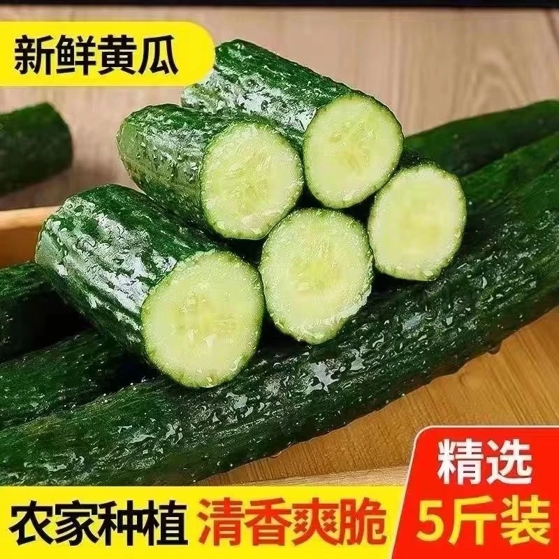 现摘水果清香爽脆嫩黄瓜1斤现采小黄瓜农家自家种植生吃黄瓜爽口