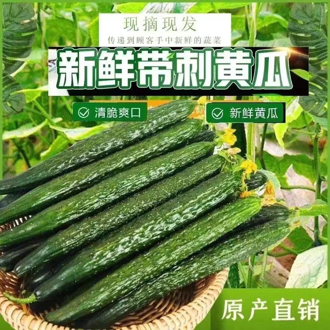 爽口现摘水果黄瓜1斤现摘小黄瓜农家自家种植生吃蔬菜黄瓜新鲜
