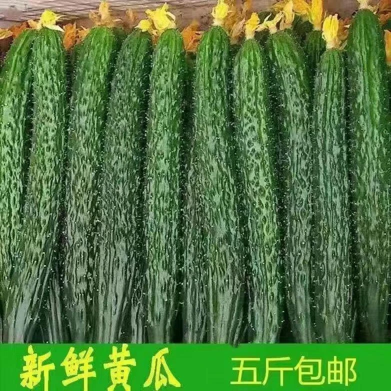 新鲜带刺黄瓜生吃清脆水果青瓜食用自种蔬菜现摘现发小黄瓜旱黄瓜