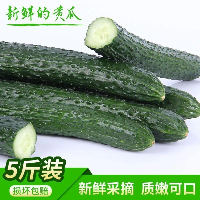现摘现发蔬菜黄瓜水黄瓜蘸酱生吃黄瓜配菜黄瓜五斤小黄瓜新鲜蔬菜