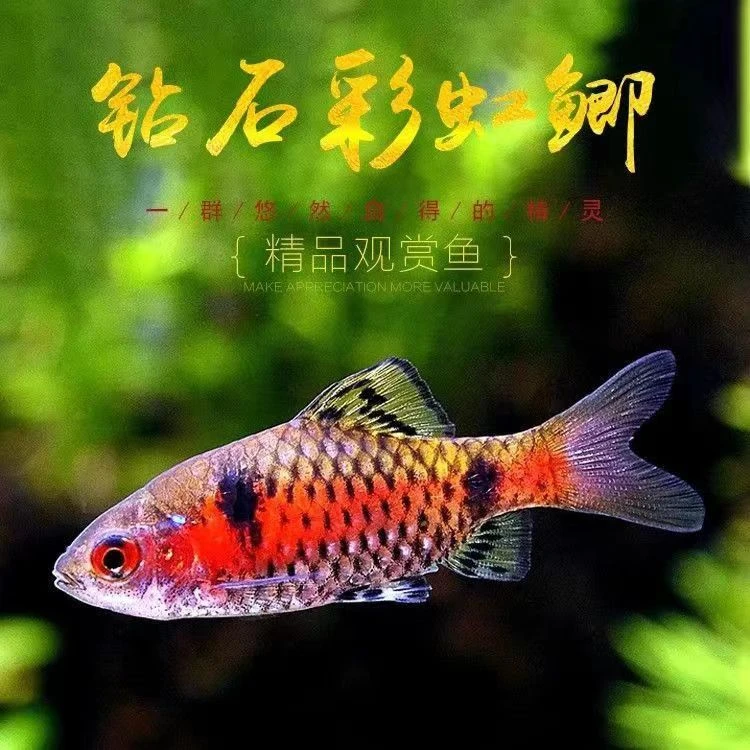 钻石宝石彩虹鲫鱼活体草缸高档热带鱼进口真无须鲃小型冷水观赏鱼