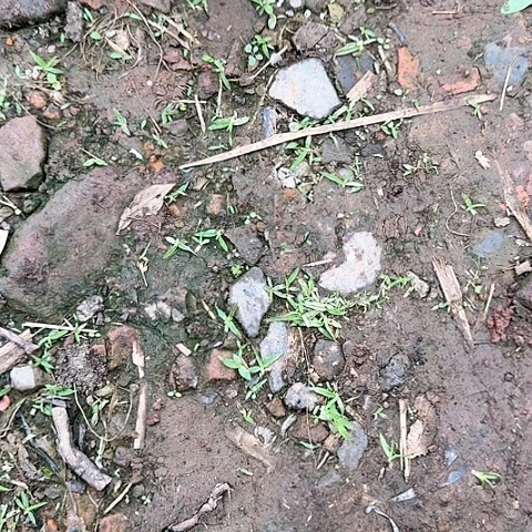 金弹子品种苗嫁接环*金弹子品种苗嫁接。