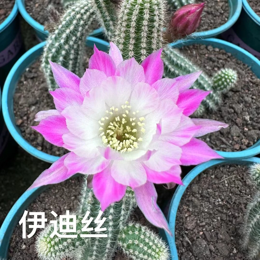 伊迪丝粉花白檀阳光之吻林肯宝石普拉黄鸟樱桃水