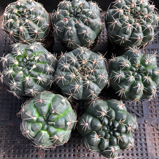 八个绯花玉仙人球防辐射绿色观赏3-5厘米尺寸实生根番茄