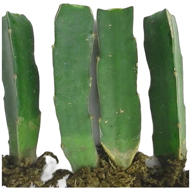 三角柱嫁接植物三棱箭钻木仙人掌嫁接蟹爪兰令箭荷花多肉植物科