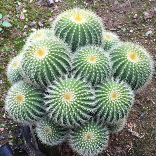 多头金冠仙人球黄色花植物室内清新绿色室外观赏手工摆放仙人掌