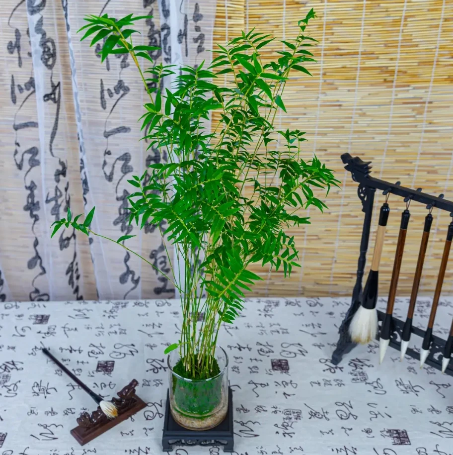 苔藓球桌面盆载多杆公室绿植凤尾竹米竹观音竹四季长绿办