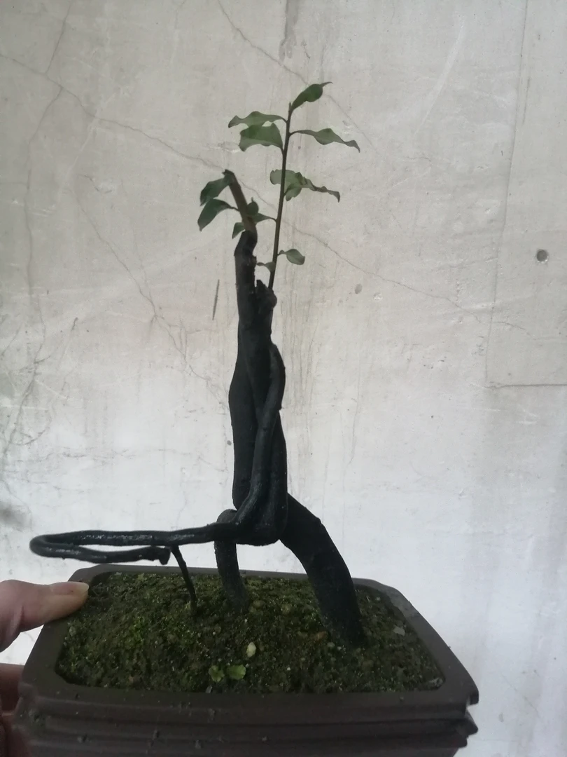 金弹子 一拍一付