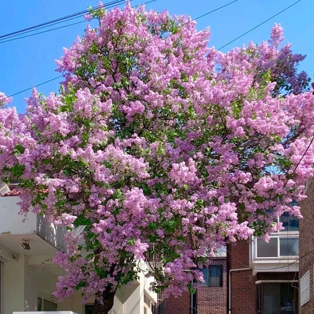 庭院浓香欧洲丁香花树苗耐寒花卉四季室内外绿化植物风景盆栽开花