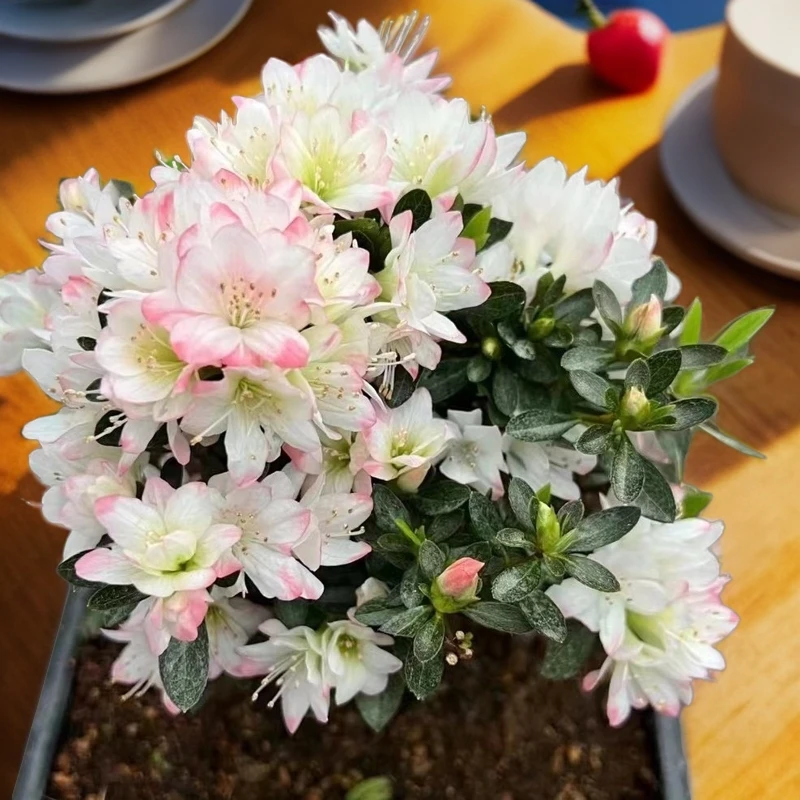 （女王）久留米杜鹃 精致套瓣小花小叶 耐寒耐热适合盆栽造型掌中宝