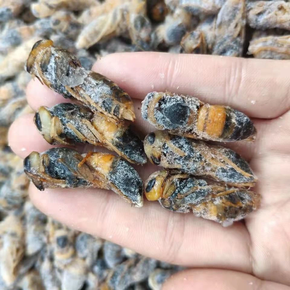 虎头蜂四级，速冻发货。