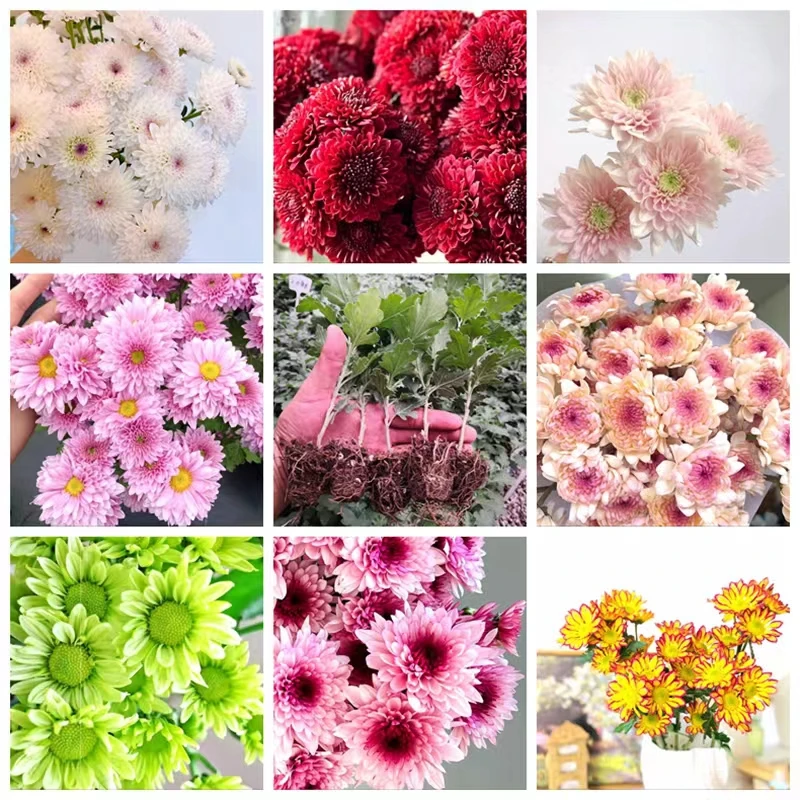 菊花苗 七彩乒乓菊 对版发货