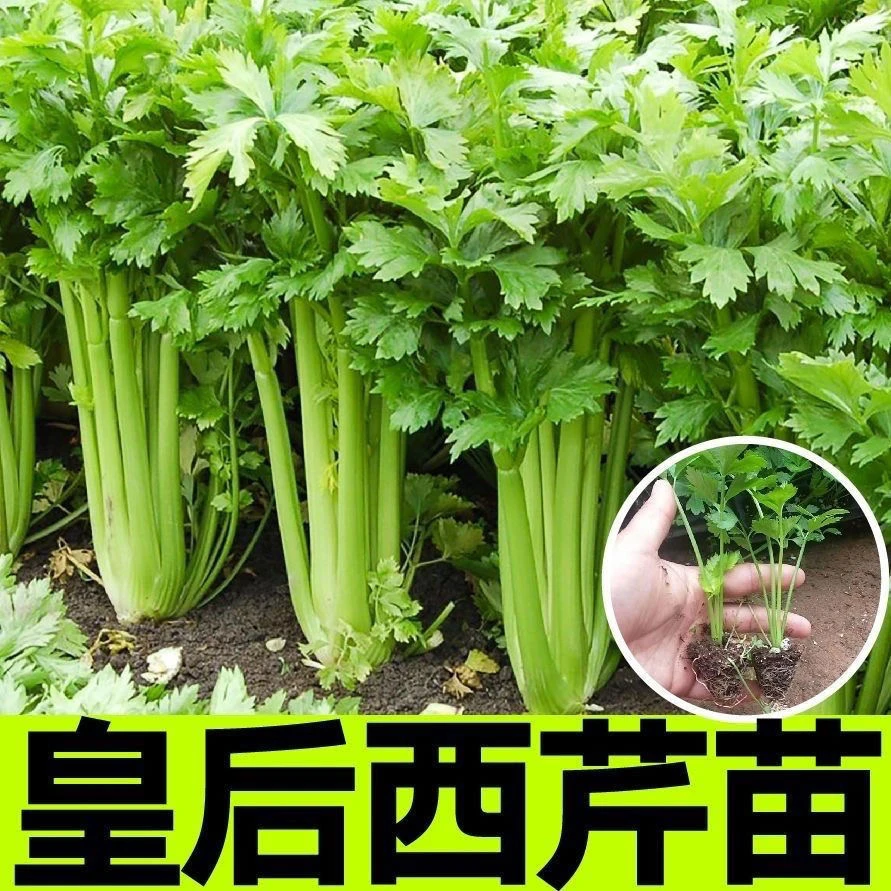 芹菜皇后西芹四季小香芹西芹菜后院种植植物,基地发货,现拔现发