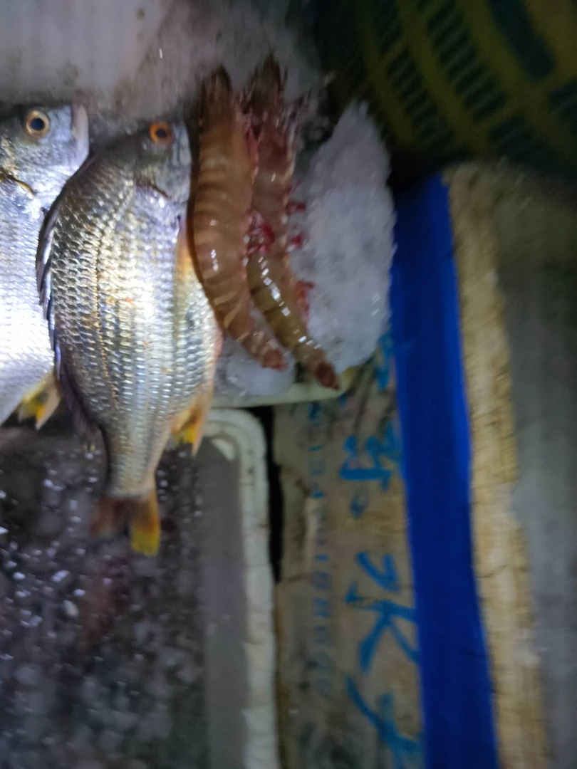 博贺渔港天然黄翅鱼