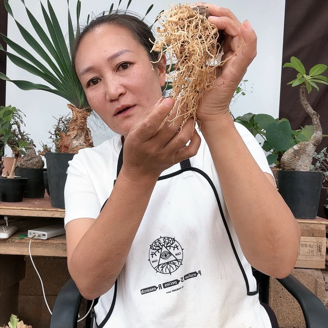 盆栽植物盆栽植物56号