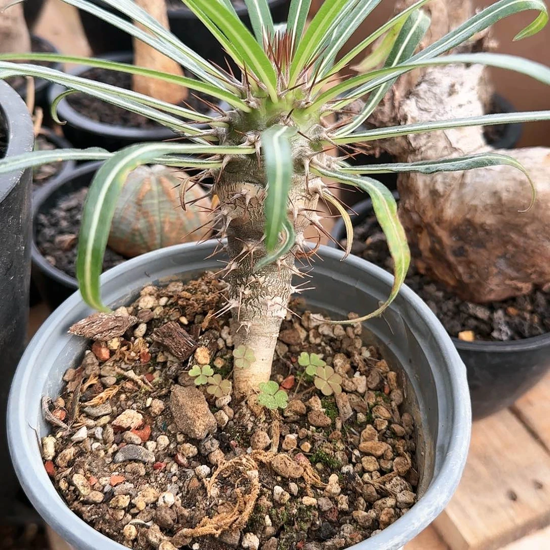 盆栽植物花花花花花