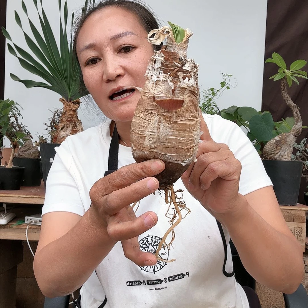 盆栽植物盆栽植物46号