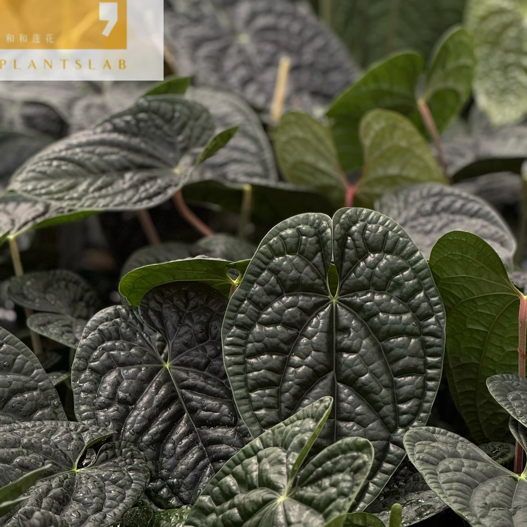 奢华花烛Anthuriumluxurians奢华火鹤雨林植物盆栽龟背竹热植绿植