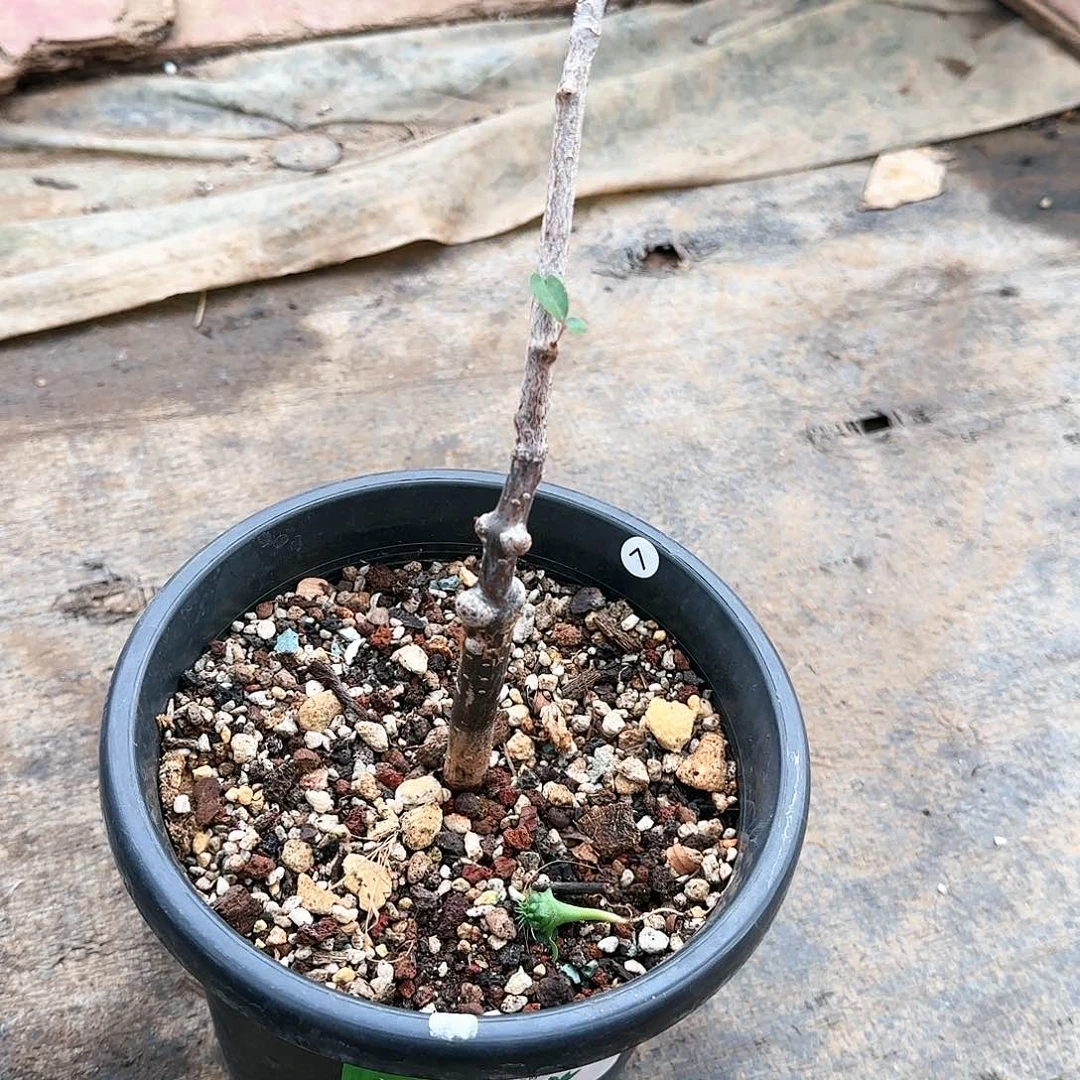 澳比克红皮橄榄盆栽植物