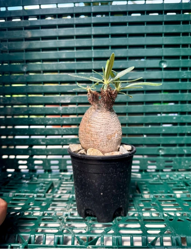 象牙宫多肉块根植物盆景pachypodium gracilius珍奇花卉绿植盆栽