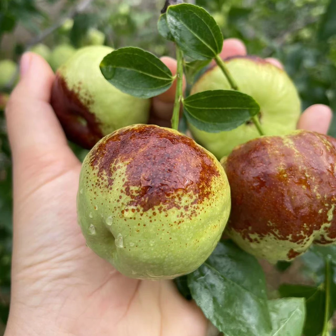 云南现摘高原蟠枣孕妇水果脆甜礼盒整箱2斤装中果