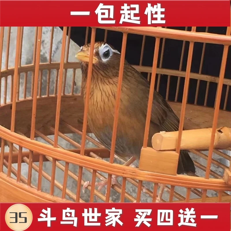 斗鸟世家画眉鸟食提性壮膘促火料饲料斗鸟料营养料唱鸟料打彩包邮