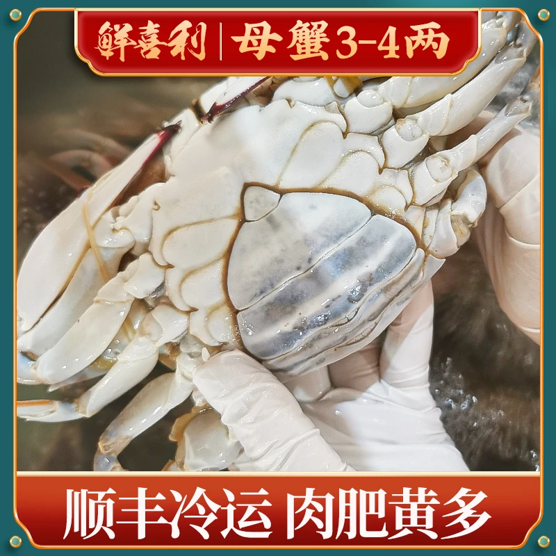 【美人鱼专属】舟山母蟹梭子蟹一箱3-4两8只3斤左右不可清蒸【冻蟹】