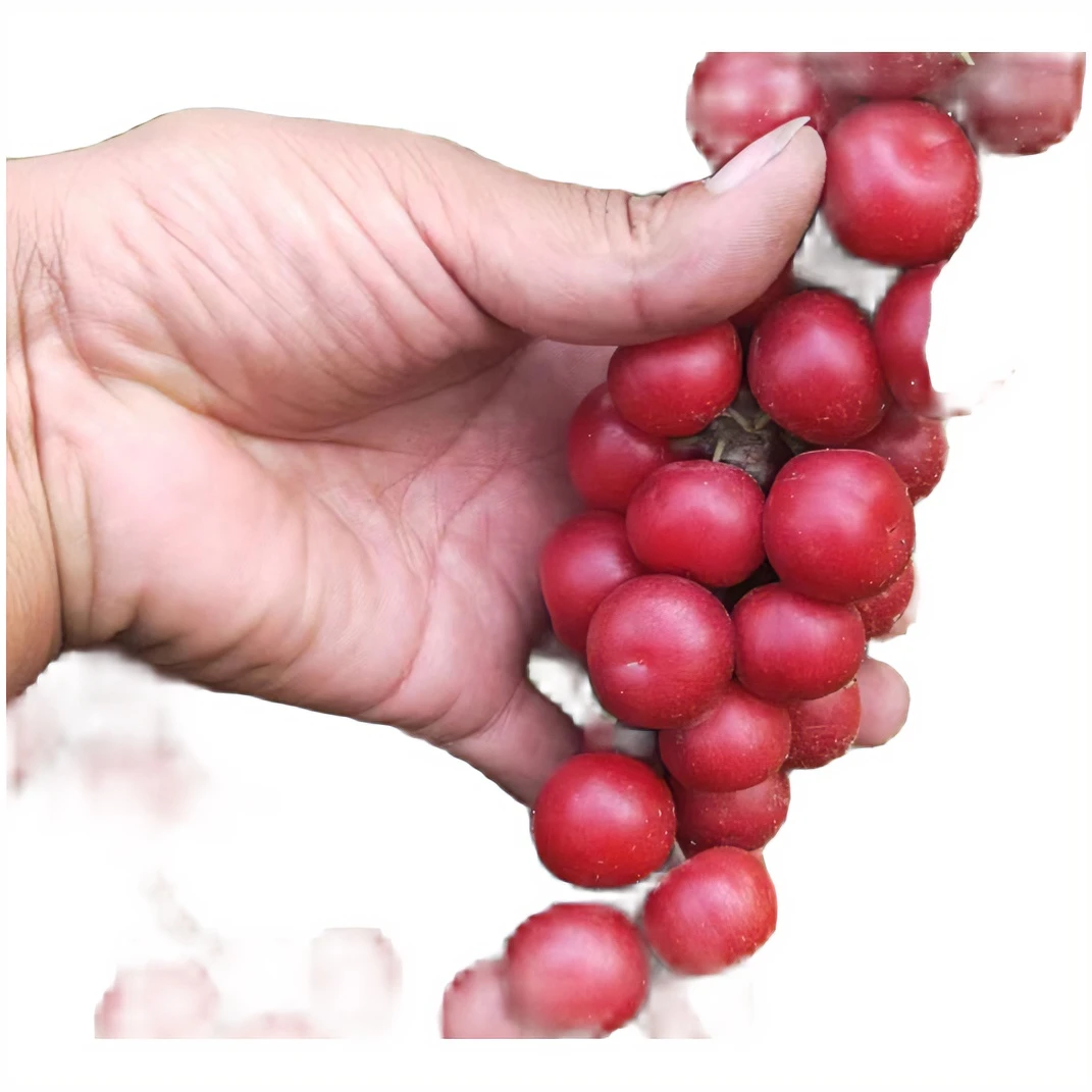 红色钙果一年扦插苗     辽宁鞍山发货