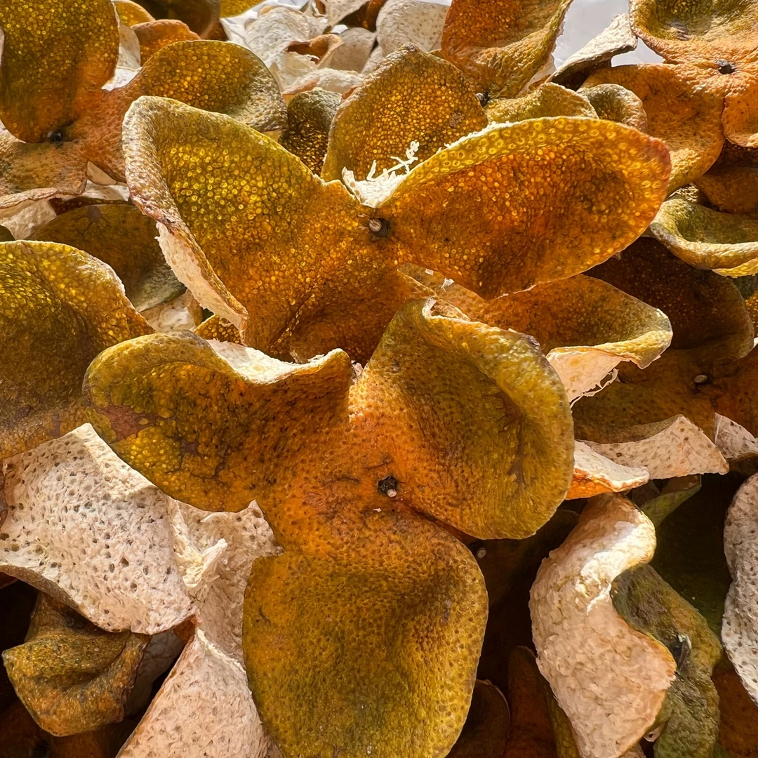 【十二月青】2024梅江原枝大红皮正宗新会陈皮冬青存皮天然生晒