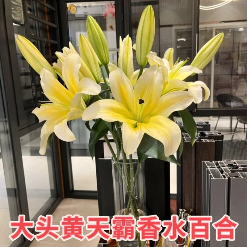 香水大头百合花鲜花云南基地直发多头玫瑰鲜切花礼物情人节花束批