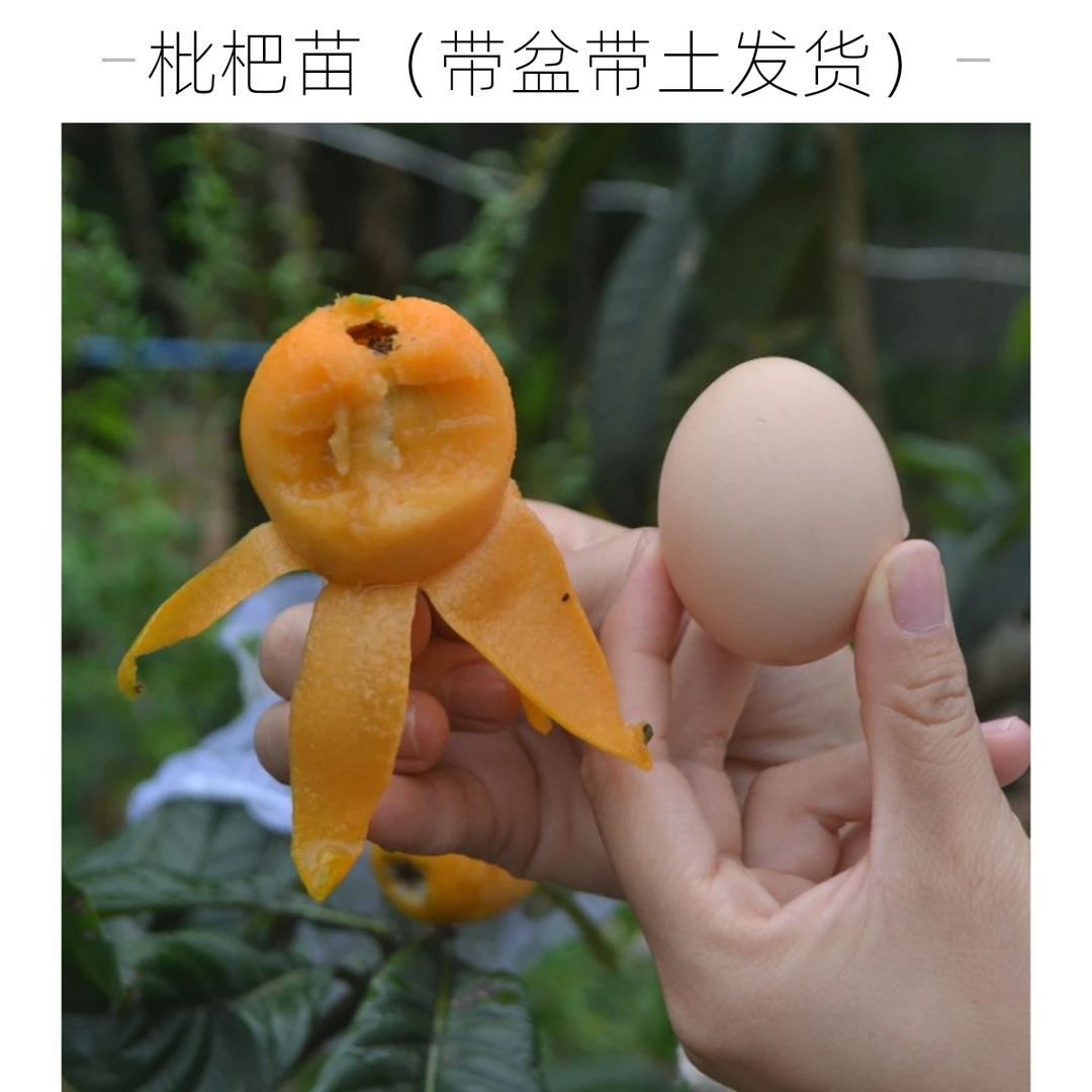 大五星枇杷树苗东山白玉枇杷苗好品种原盆原土杯苗四季可栽好成活