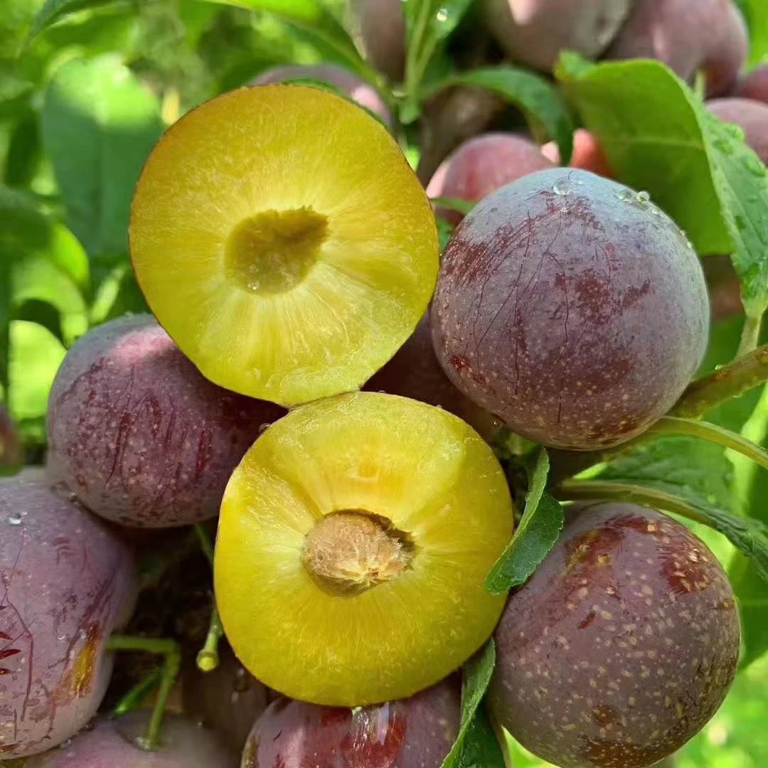 晚熟品种李子树苗好品种脆红李子树苗李子苗结果大苗好成活结果树