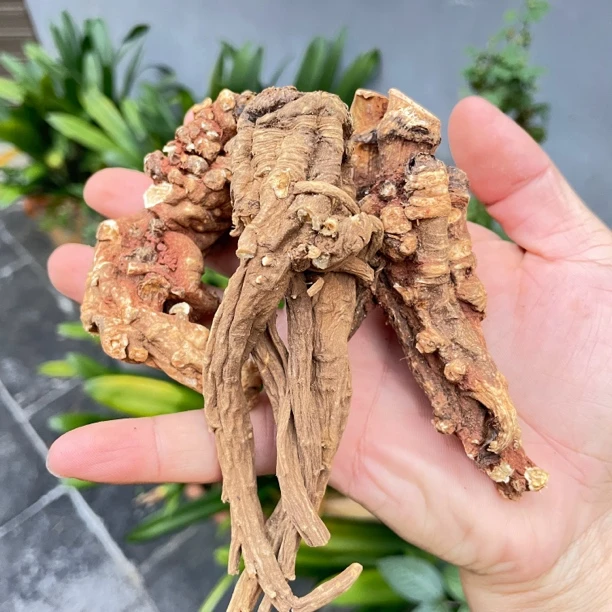 「藏当归头」滇藏高原当归头腾冲山货集市收货250克