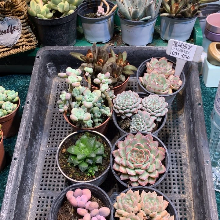1031-006多肉植物8颗90盆带盆土