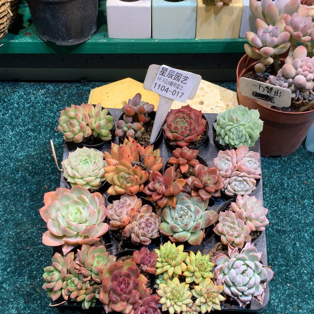 1104-017多肉植物带盆带盆土
