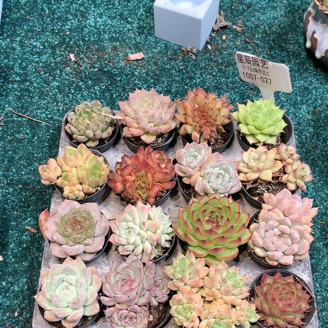 1007-027多肉植物8颗90盆带盆土