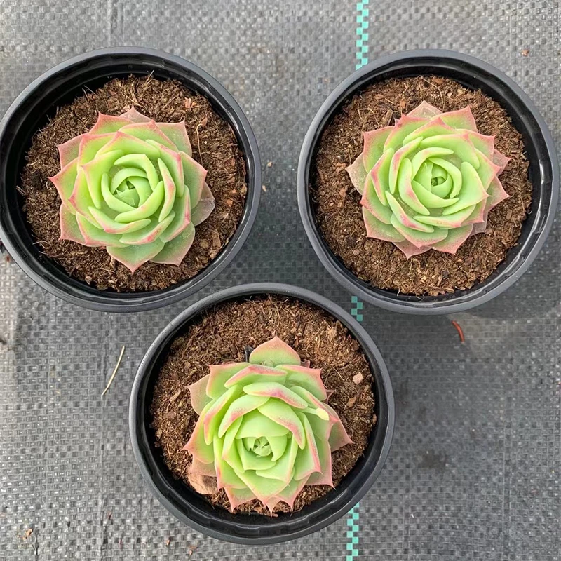 多肉植物翡翠塔梅丽格果冻色群生办公室阳台桌面亲子园艺绿植盆栽