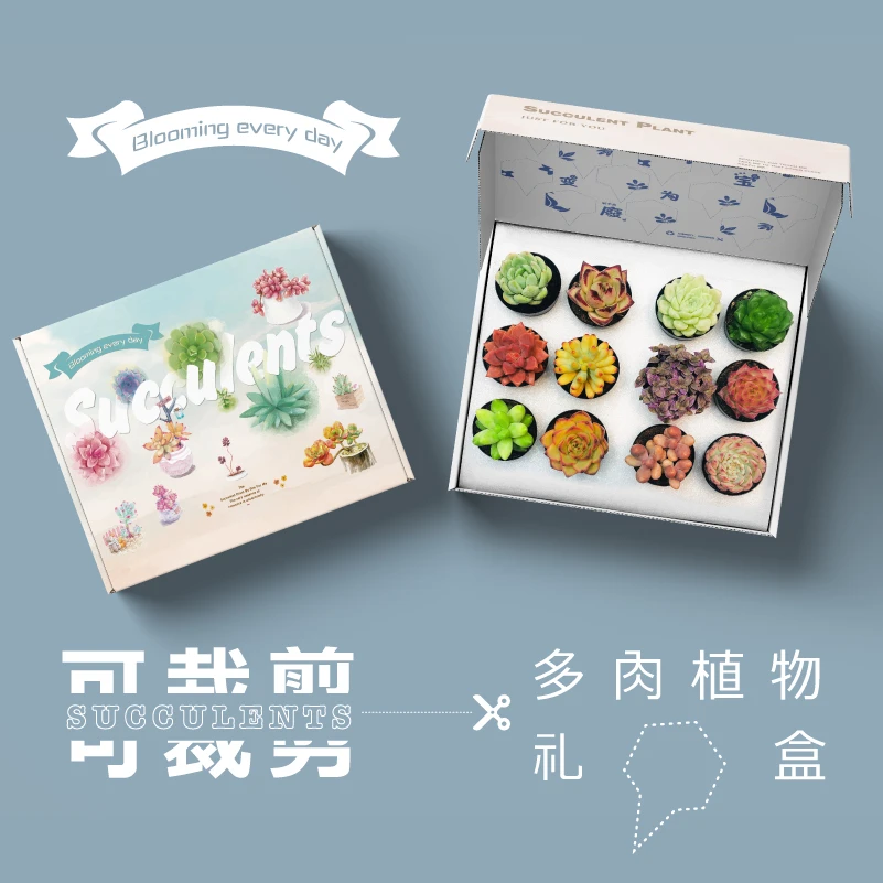 多肉植物新手组合套装含盆带土种好发货基地直发花绿植卉好养包邮